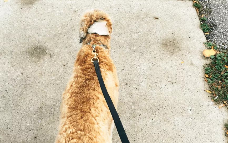 Benefícios sociais: 20 opções que pode oferecer aos seus colaboradores